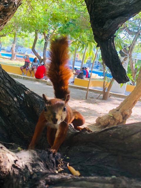what to do in cartagena, cartagena turismo, tripadvisor cartagena, things to do in Cartagena, colombia, centenario park, little red squirrel