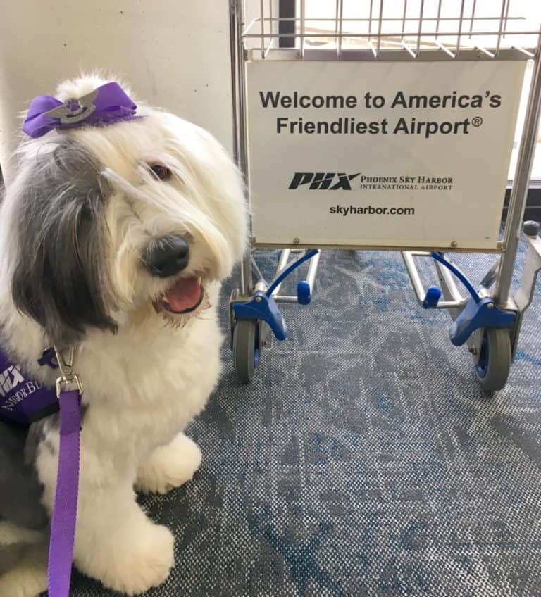 Pet Transport: Flying with Your Pets