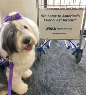 therapy dog, airport, dog