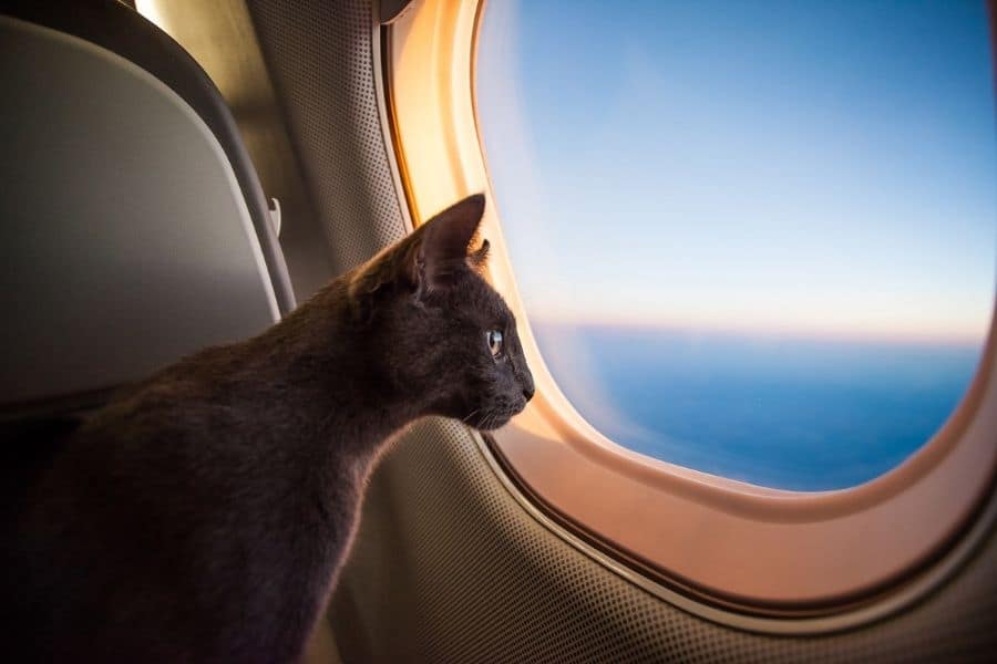 pet transport, cat in airplane, cat on flight