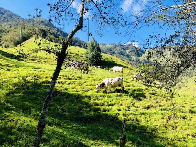 things to do in salento, salento colombia,  valle de cocora, cows grazing