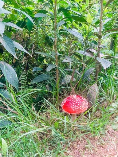 things to do in salento, salento colombia, valle de cocora, giant red toadstool