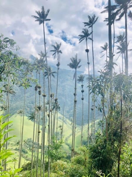 things to do in salento, salento colombia, cocora valley, valle de cocora, wax palm trees