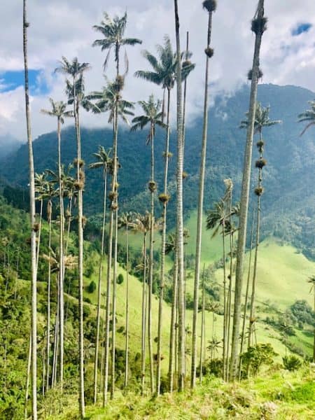 things to do in salento, salento colombia, cocora valley, valle de cocora, wax palms