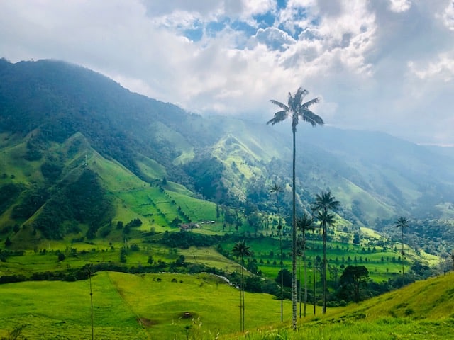things to do in salento, salento colombia, cocora valley, valle de cocora, beautiful lush green landscape with palm trees