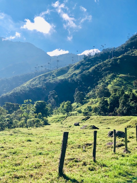 Cocora Valley, salento colombia, wax palms, salento quindio, things to do in salento colombia, what to do in salento colombia, places to visit in colombia, salento valle del cocora