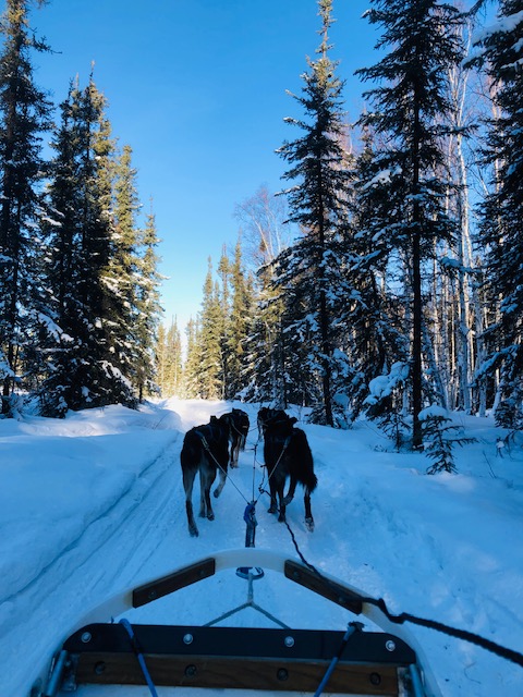 alaska, dog sledding alaska, dog sledding, things to do in fairbanks in winter, things to do in fairbanks alaska in december, fairbanks alaska in december