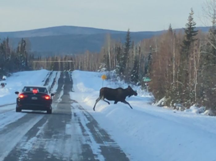 things to see in Fairbanks, wildlife, moose, alaska in winter, alaska in the winter, alaska winter, chena hot springs resort, moose crossing the road