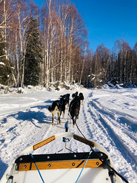 dog sledding alaska, dog mushing, things to do in alaska, just short of magic, husky dog, alaska husky, what to do in fairbanks alaska in December, things to do in fairbanks alaska in december, 