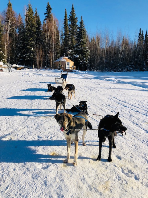 dog mushing, things to do in fairbanks, just short of magic, alaska husky, what to do in fairbanks alaska in December, things to do in fairbanks alaska in december, 