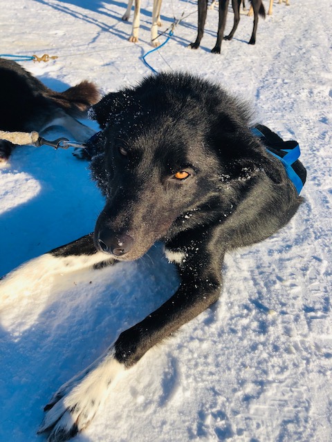 dog sledding alaska, things to do in alaska, just short of magic