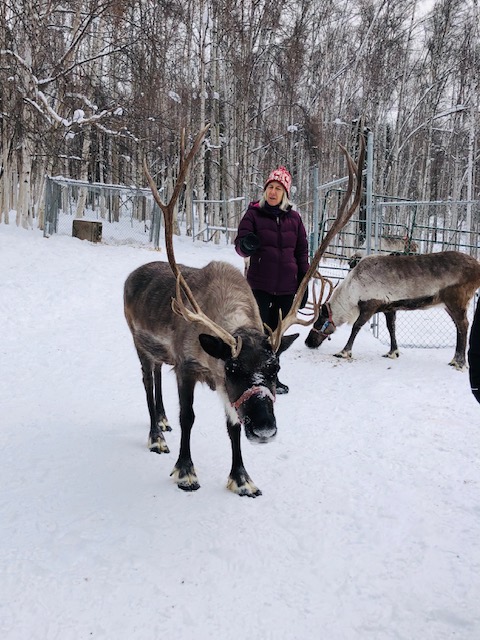 reindeer farm, reindeer ranch, thing to do in Fairbanks, Alaska, running reindeer ranch