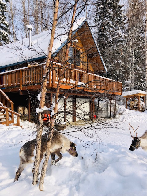 reindeer farm, reindeer ranch, fairbanks, Alaska, running reindeer ranch