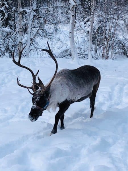 Running Reindeer Ranch – Top Spot for Reindeer in Fairbanks, Alaska