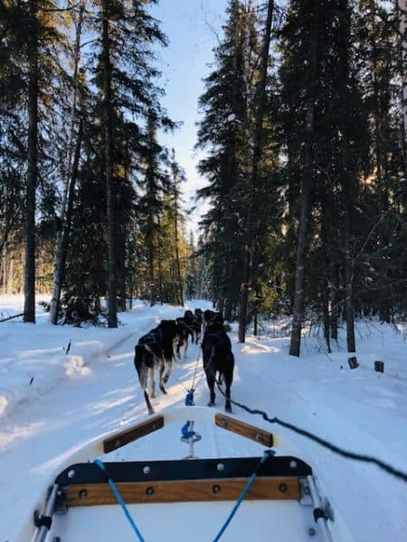 Dog Sledding in Alaska—A Top Thing to do in Fairbanks