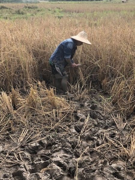 things to do in luang prabang, living land, young man cutting down straw
