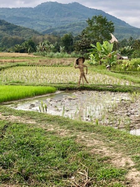 what to do in luang prabang, things to do in luang prabang, living land, rice farm with a scarecrow