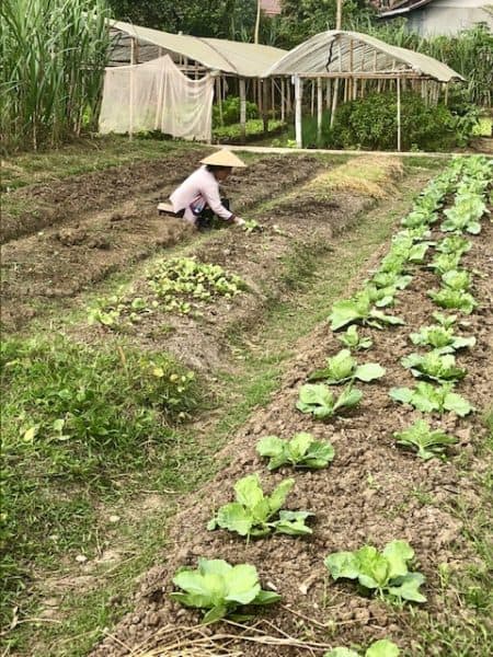 things to do in luang prabang, living land, woman planting seeds