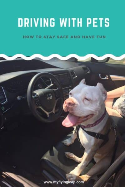dog transport, pet transport, driving with a dog, driving with a pet