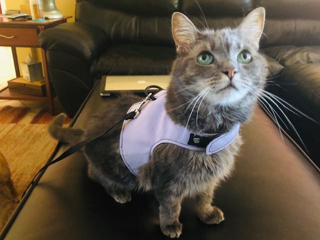 cat, cat harness, sturdipet, sturdipet harness
