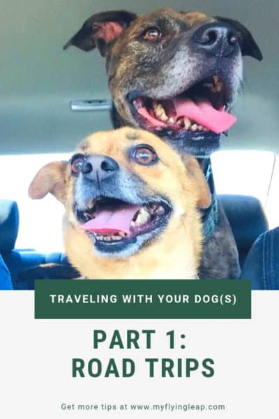 dog transport, pet transport, driving with a dog, driving with a pet