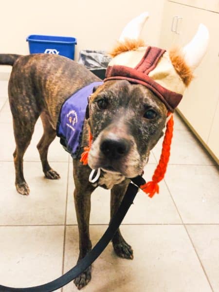 dog wearing a viking hat, therapy dog, my brindle dog Che, boxer/pitbull/retriever, silver faced handsome dog