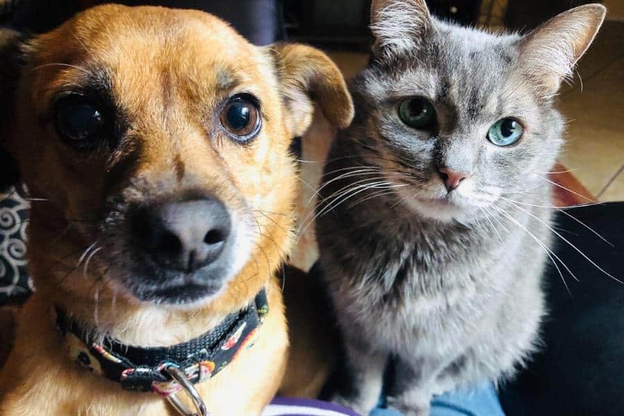 dog and cat, my adorable dog, Jagger, and my beautiful cat Noel. Chug (chihuahua/pug, and a beautiful grey tabby with the most striking blue-green turquoise eyes, things to do when you can't travel