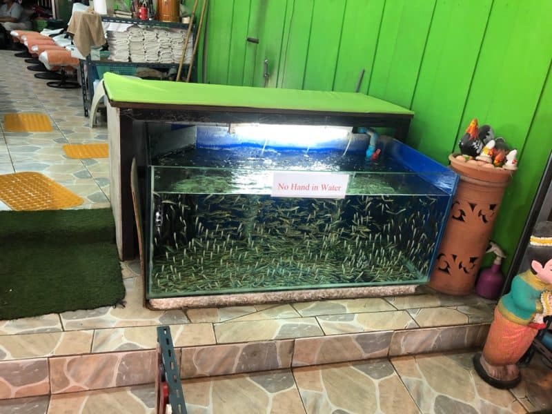 fish pedicure, thai fish pedicure