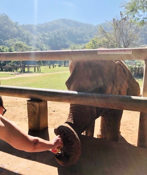 elephant nature park, elephant sanctuary, elephant sanctuaries, elephant sanctuary thailand, elephant sanctuary chiang mai, chiang mai elephant sanctuary, thailand elephant sanctuary