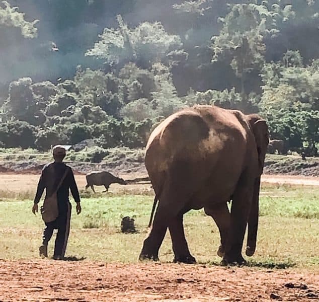 elephant nature park, elephant sanctuary, elephant sanctuaries, elephant sanctuary thailand, elephant sanctuary chiang mai, chiang mai elephant sanctuary, thailand elephant sanctuary, 