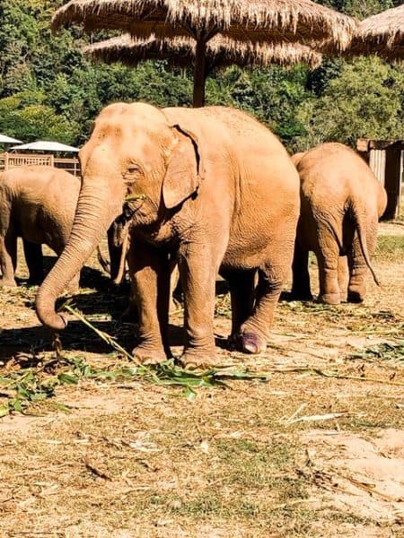 elephant nature park, elephant sanctuary, elephant sanctuaries, elephant sanctuary thailand, elephant sanctuary chiang mai, chiang mai elephant sanctuary, thailand elephant sanctuary,