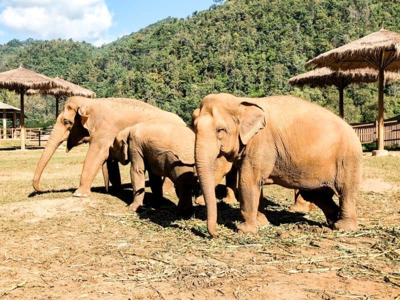 elephant, elephant nature park, chiang mai elephant sanctuary, elephant sanctuary, elephant sanctuary, elephant sanctuary thailand, elephant sanctuary chiang mai,