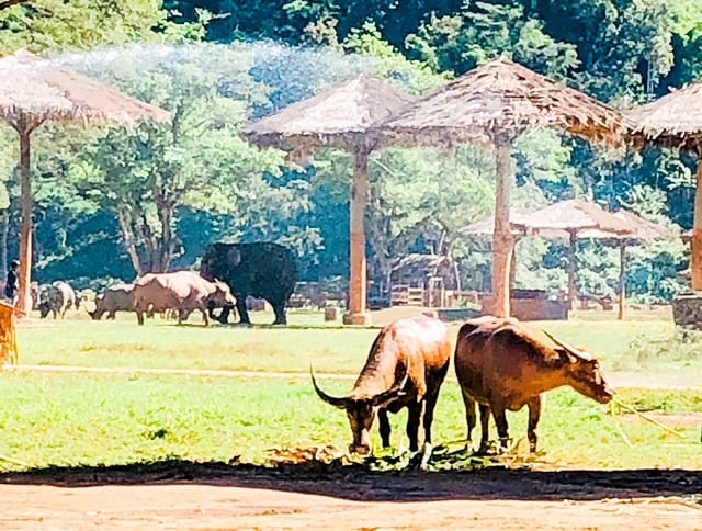 elephant nature park, elephant sanctuary, elephant sanctuaries, elephant sanctuary thailand, elephant sanctuary chiang mai, chiang mai elephant sanctuary, thailand elephant sanctuary, water buffalo