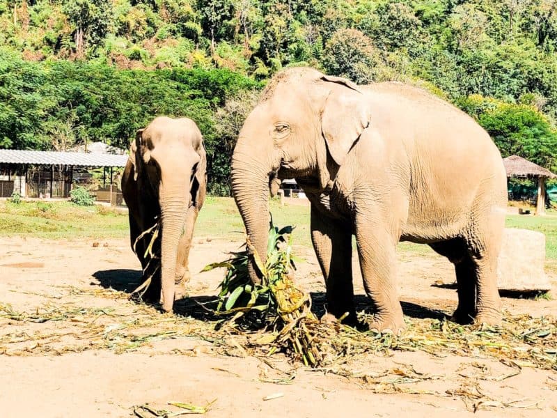 elephant nature park, elephant sanctuary, elephant sanctuaries, elephant sanctuary thailand, elephant sanctuary chiang mai, chiang mai elephant sanctuary, thailand elephant sanctuary, thailand animal santuary