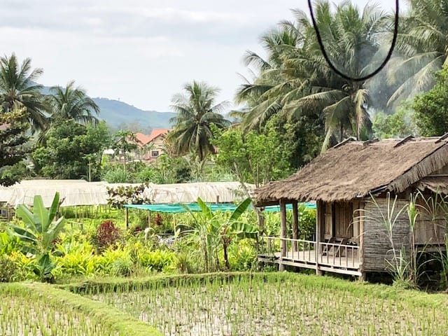 straw hut next to a rice paddy, things to do in luang prabang, living land, living land farm, cultivating rice, process of cultivating rice
