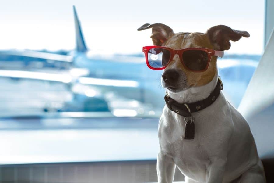 plane, pet transport, dog transport, dog in airport, dog wearing sunglasses, dog wearing sunglasses in airport