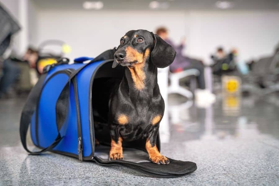 plane, pet transport, dog transport, dog in airport