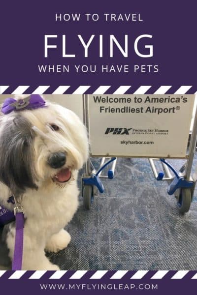 flying with pets, pet transport, flying with a dog