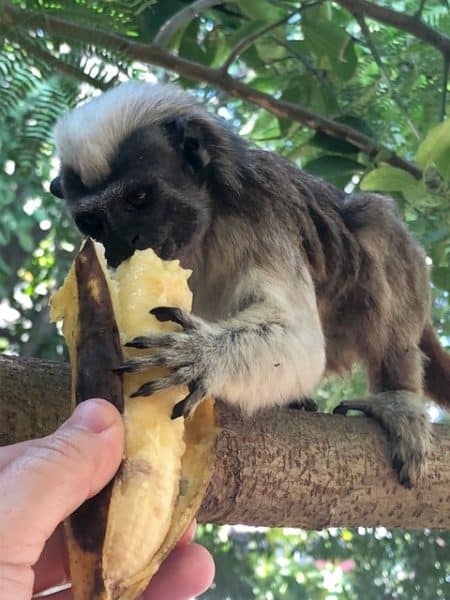 monkey, hand feeding monkey, monkey eating a banana, cartagna, colombia adventure