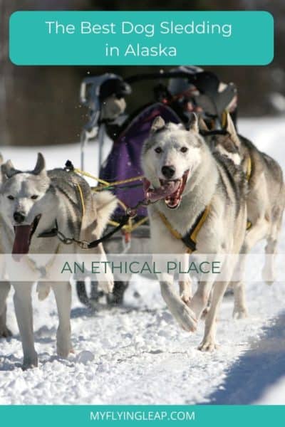 dog mushing, dog sledding alaska, dog sledding trips, fairbanks, fairbanks alaska