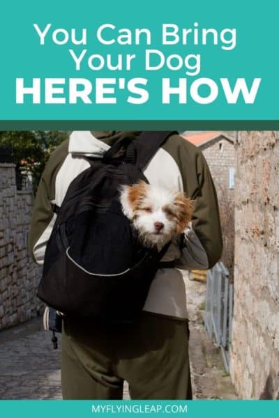 dog in a backpack
