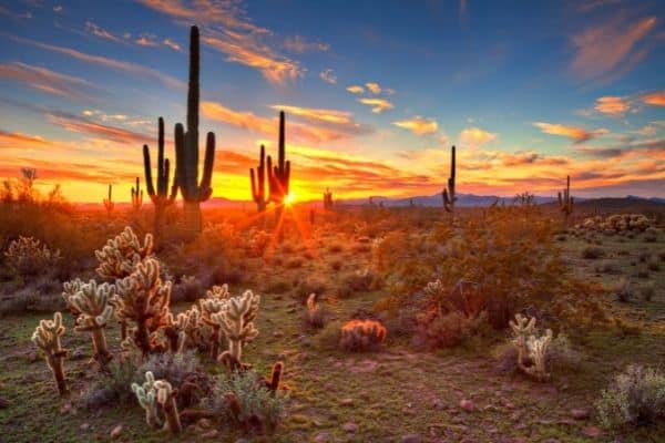 desert, sunset in the desert, cactus, cacti