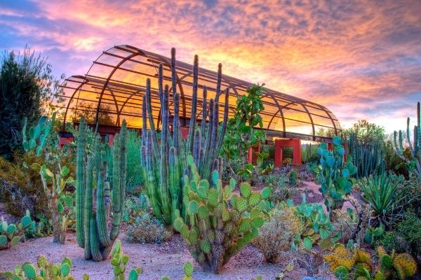 desert botanical garden, cactuses, pink and purple sunset in the sky 