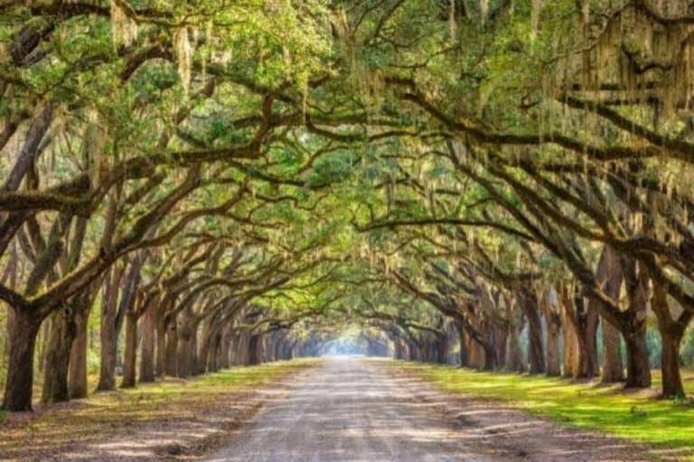 The Best 11 Things to Do in Savannah You Shouldn’t Miss