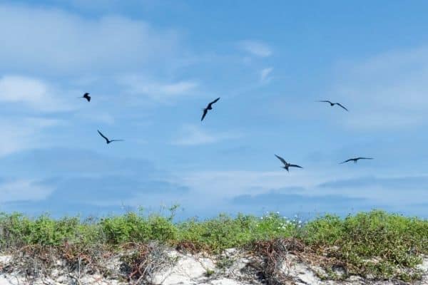Birds in Loggerhead Key, national parks of florida, floridas national parks, biscayne national park, florida national parks