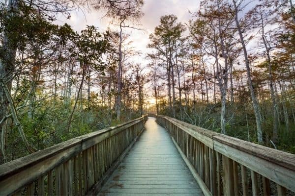 Wooden walking bridge in the Everglades, national parks of florida, floridas national parks, best state parks in florida