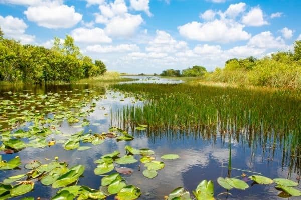 Water lilies in the Everglades, national parks of florida, floridas national parks, national parks in florida, best national parks in florida
