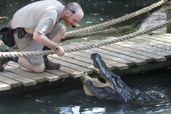 Instructor feeding an alligator