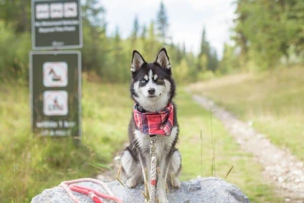 hiking with dogs, dog trail, hiking dog, good hiking dogs, dog friendly hikes, dog mountain hike