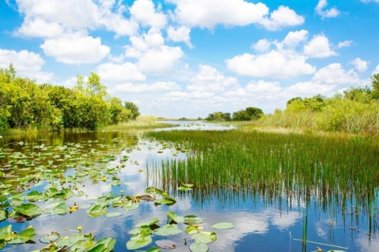 Top Things to Do in the Everglades for a Unique Adventure